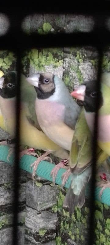 Lady Gouldian Ready To First Breed Pairs Available 2