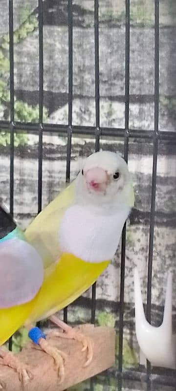 Lady Gouldian Ready To First Breed Pairs Available 3