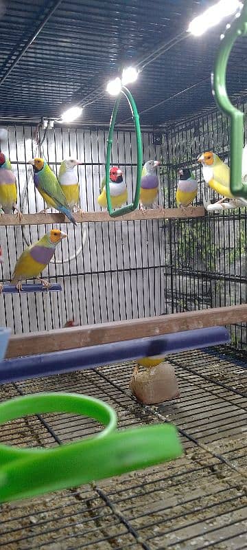 Lady Gouldian Ready To First Breed Pairs Available 4