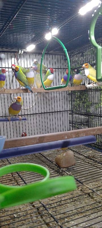 Lady Gouldian Ready To First Breed Pairs Available 6