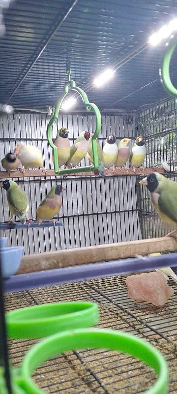 Lady Gouldian Ready To First Breed Pairs Available 7