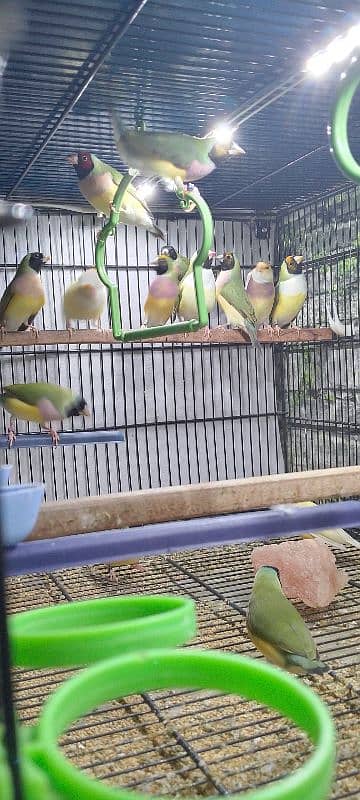 Lady Gouldian Ready To First Breed Pairs Available 8