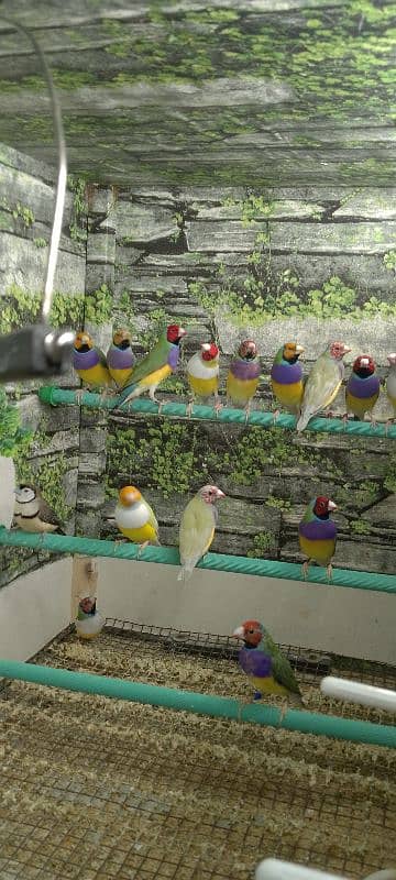 Lady Gouldian Ready To First Breed Pairs Available 9