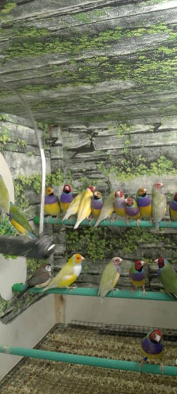 Lady Gouldian Ready To First Breed Pairs Available 10