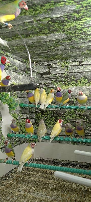 Lady Gouldian Ready To First Breed Pairs Available 12