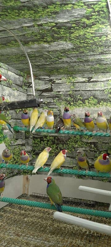 Lady Gouldian Ready To First Breed Pairs Available 13