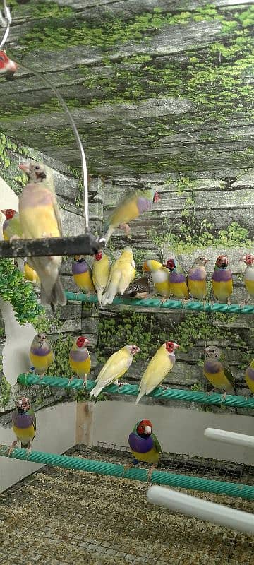 Lady Gouldian Ready To First Breed Pairs Available 14