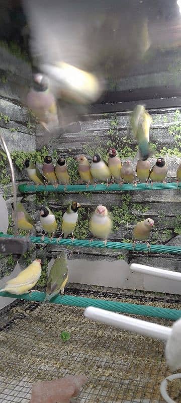 Lady Gouldian Ready To First Breed Pairs Available 15