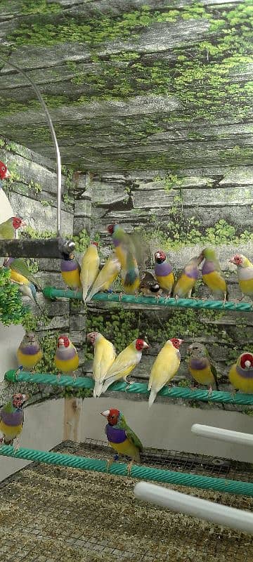 Lady Gouldian Ready To First Breed Pairs Available 16