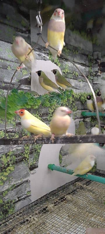 Lady Gouldian Ready To First Breed Pairs Available 17