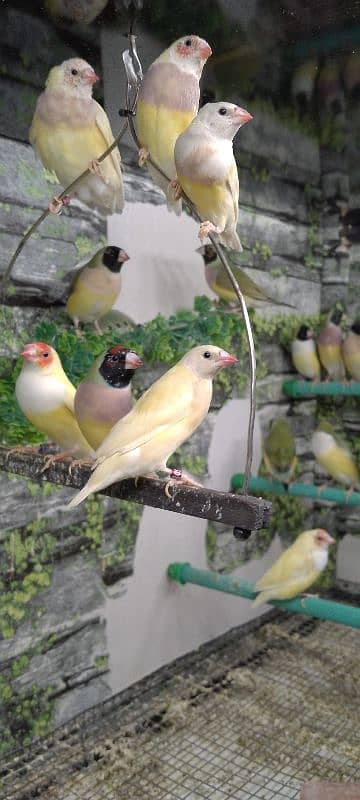 Lady Gouldian Ready To First Breed Pairs Available 18