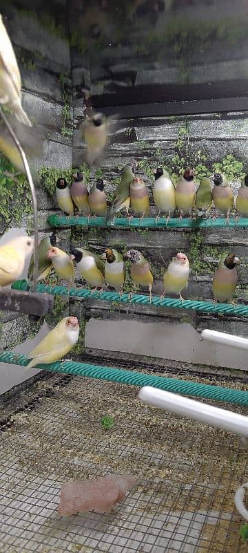 Lady Gouldian Ready To First Breed Pairs Available 19