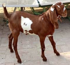 2 Male Goats for sale