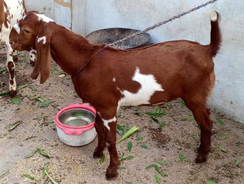 2 Male Goats for sale 2