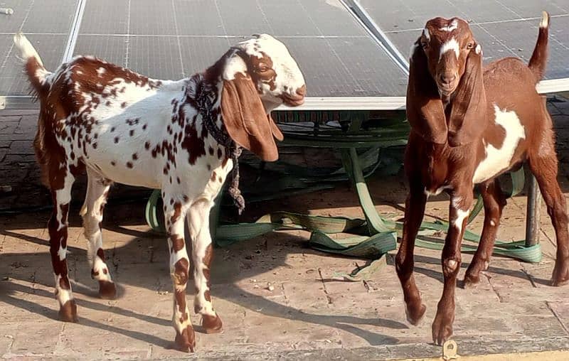 2 Male Goats for sale 4