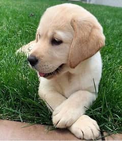 Labrador puppies available 0