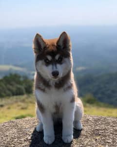 husky male puppy available