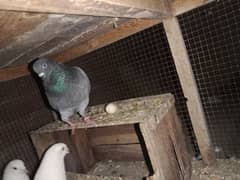 breeder male Pigeon (Kabooter)