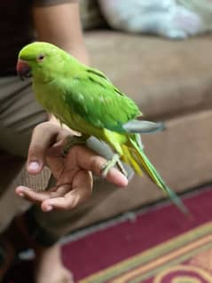 hand tame Ring neck parrot