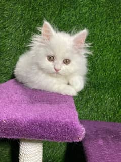 persian kittens available