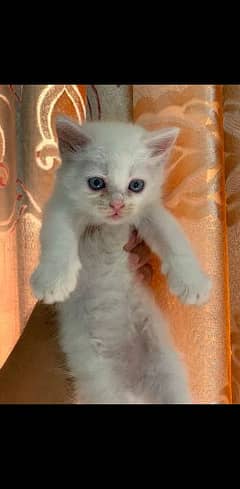 Persian kitten