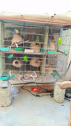 4 bajri parrot hai 1 female