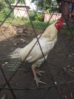 Aseel Breeder Male For Sale