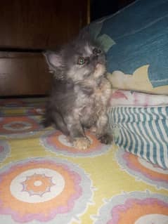 Female Gray & Fawn Persian Kitten - 2 Months - Karachi Buyers only