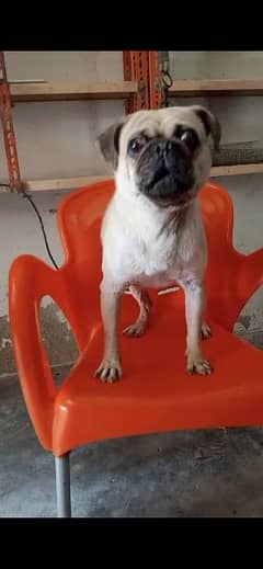 Pug Adlut Male