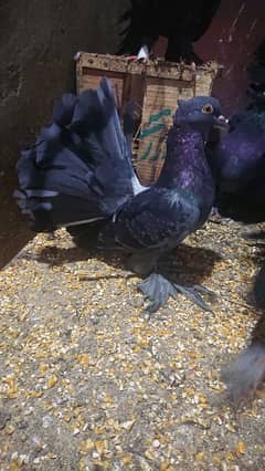 Piegon, Lakka Kabooter, Beautiful Piegon, Lakka Kabooter