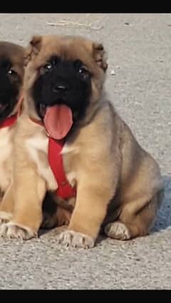 Kurti Kangal dog bear 3 month for sale WhatsApp number cargo avai