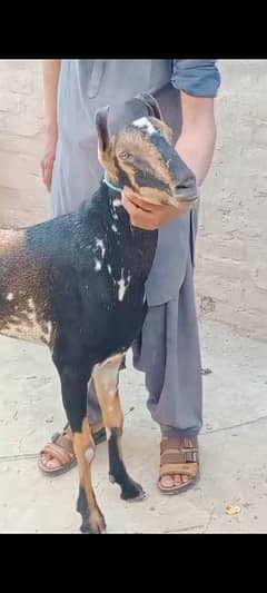 Goat / Bakri / Ghaban White Bakri / Black goat / بکری / Healthy Goats