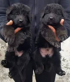 Black German shepherd Puppies | German shepherd long Coat Pair