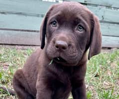 Labrador retriever puppies available