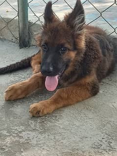 German shepherd male pupy non ped