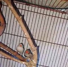 finches breader pair