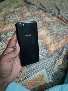 vivo