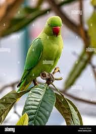 Green parrot