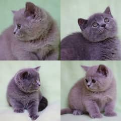 British shorthair