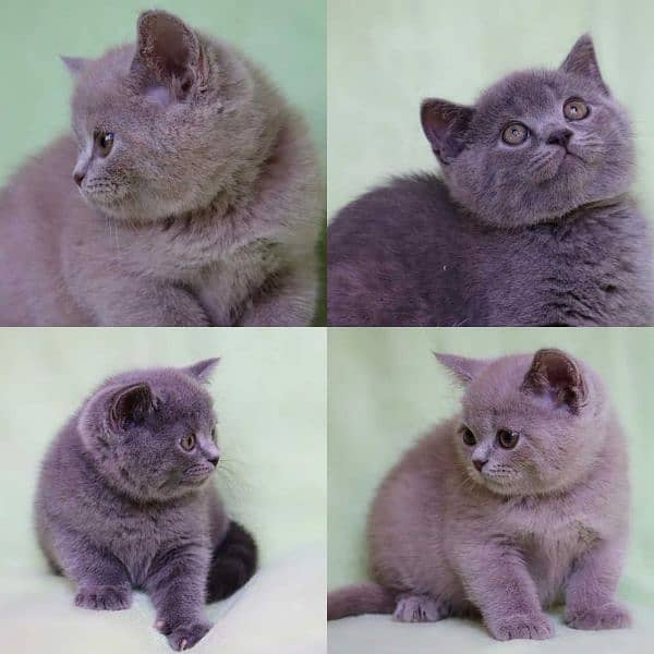 British shorthair 0