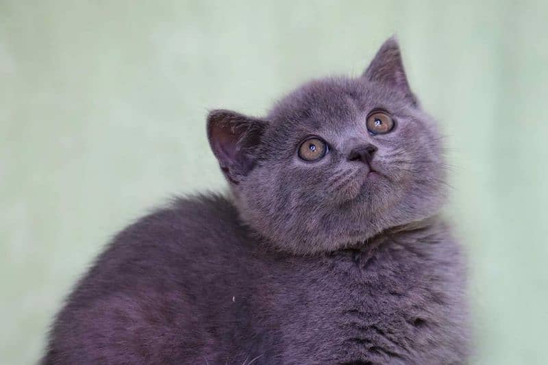 British shorthair 1