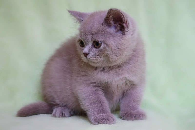 British shorthair 2