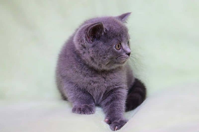 British shorthair 4