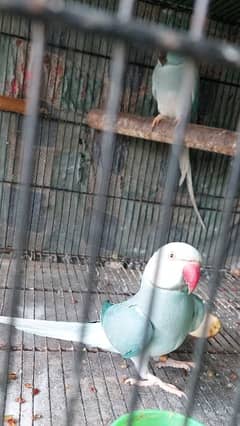 Blue CHCT Ringneck Breeder Pair