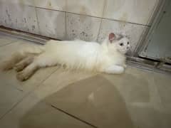 cat female for sale