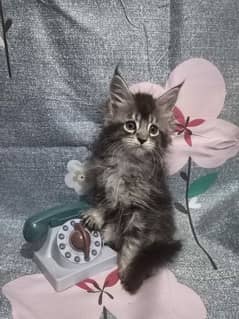 Mainecoons