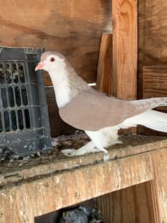 Sherazi , Swallow & Khaal pigeon for sale