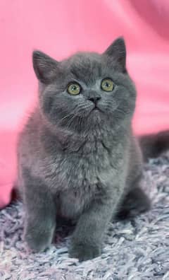 British shorthair