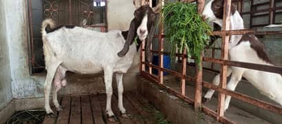 dudh wali bakri with female kid.