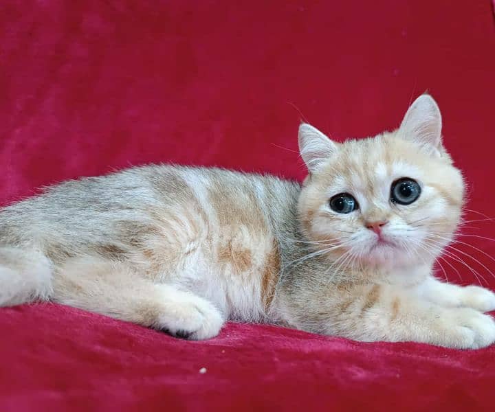 British shorthair 2